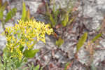 Woody goldenrod